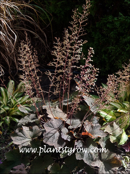 Heuchera Mocha growing with Hosta Cherry Berry. At this time of the year, enough sun is peaking through to give the plant it's Mocha color.